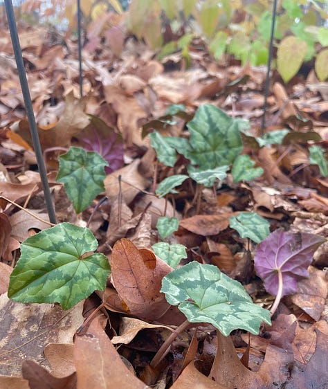 Woodland plants that stay green for winter: Autumn fern, Cyclamen hederifolium, Epimedium, Christmas fern and Wood Spurge, native Wood Sedge. 