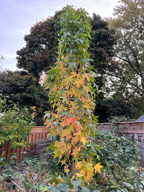 Fall foliage in my garden and neighbourhood