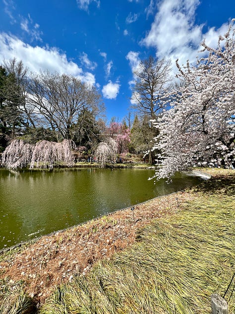 photos of cherry blossoms at the brooklyn botanic garden
