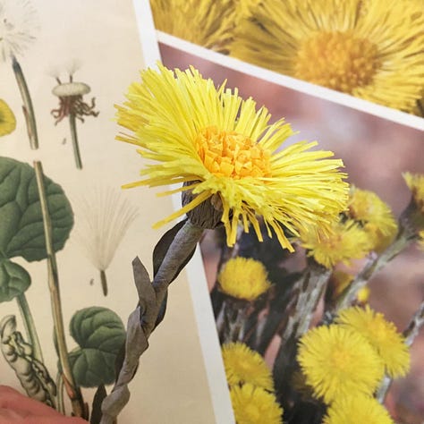 A selection of paper coltsfoot including (centre) a giant version. The smaller flowers are pictured against vintage botanical illustrations and photographs of coltsfoot and the giant one in the centre is in a bucket, aganst my desk, covered in life size flowers to give a sense of scale