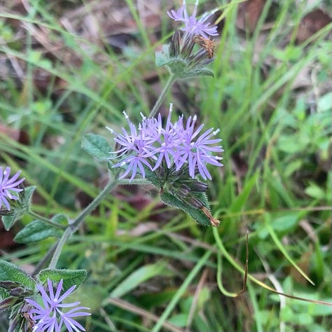 three photos of wildflowers, as described in caption