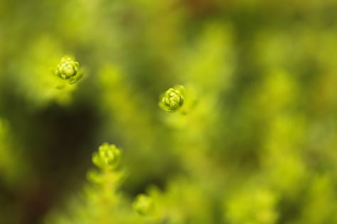 Crowberry (Empetrum nigrum) through the seasons from winter colour to summer flower and fruit