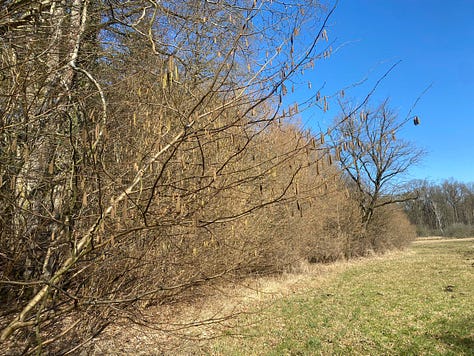 HaselstrΓ€ucher als Grenze zwischen Wald und Moor.