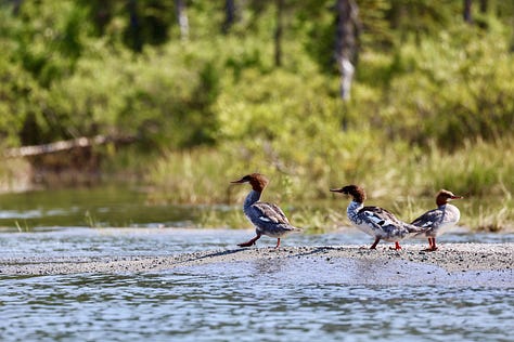 Birds in nature