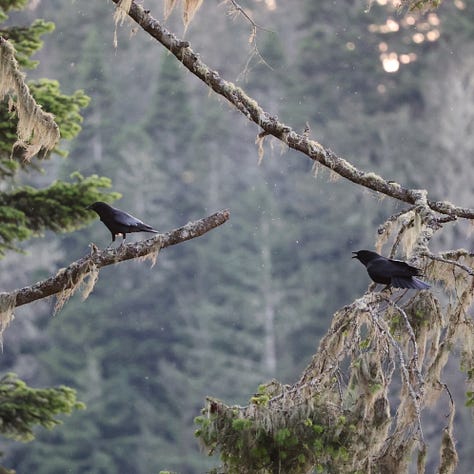 A pair of crows make a ruckus in the mossy branches of an evergreen tree. Bright orange California poppies bloom amongst the headstones in a cemetery. A Great Horned Owl glares down from a eucalyptus tree, towering over a historic graveyard.