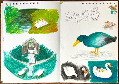 Sketchbook illustrations of ducks