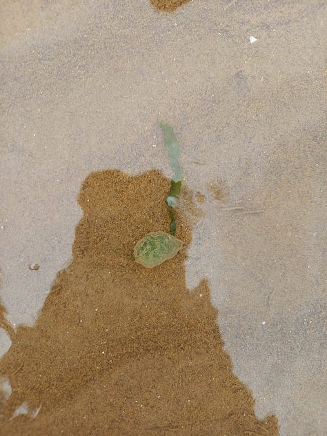 green leaf worm egg; half buried seed pillow; Andy leaning over to stake a seed pillow; person crouched in the mud; footprints through the mud sand; seagrass edges.