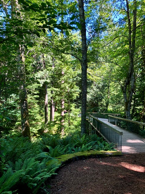 Naturalistic woodland with trestle bridge over ravine and boardwalk among woodside wetland.