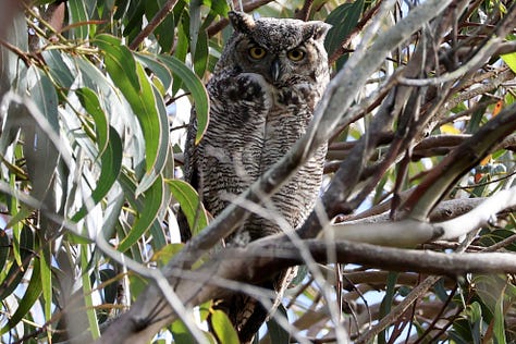 A pair of crows make a ruckus in the mossy branches of an evergreen tree. Bright orange California poppies bloom amongst the headstones in a cemetery. A Great Horned Owl glares down from a eucalyptus tree, towering over a historic graveyard.