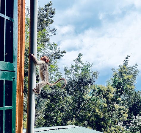 flutterings, determined to run up, a little Birdie, Looks like rain, violets and blues, a young climber outside our room- all form the backdrop of a naturally healthy environment