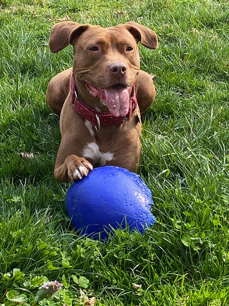 Variety of photos of chestnut colored dog