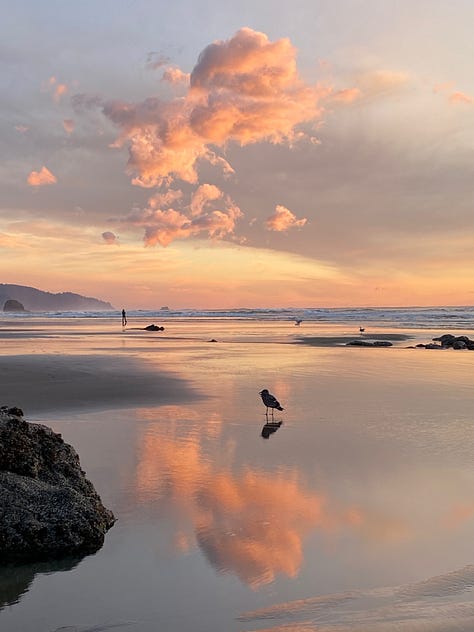 1) cannon beach at sunset 2) brown pelican migration 3) cannon beach at sunset 4) hamiltion mountain hike-waterfall 5) hoh rainforest, heart of roots 6) "the Sisters" Big Leaf Maples