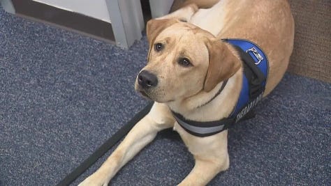 Famous First Responder Therapy Dogs