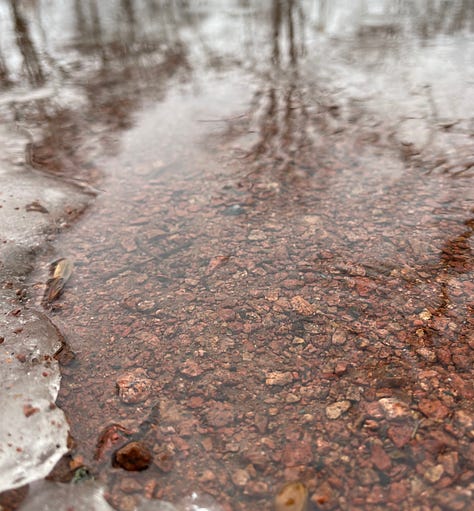 three photos of rain puddles on red gravel with bare trees reflected in them