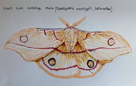 Felt pen drawings as described in caption. Very young caterpillar is brown with a yellow stripe and either yellow or brown spines, mature caterpillar is jade green with orange/ yellow and blue spines, moth is light brown with reddish bands and eye spots, mature is 