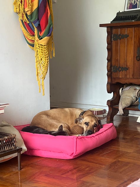Uma sala com paredes brancas e chão de taco, tem uma cama de cachorro cor de rosa no chão e, deitado nela, um gato tigrado. Na frente da cama, olhando pra câmera, está um vira-lata caramelo que gostaria de deitar na cama que o gato ocupa. Na segunda imagem, o cão caramelo está deitado na cama enquanto o gato tá sentado na frente dele, no chão. Na terceira imagem, cachorro e gato estão confortavelmente deitados na cama. Paz entre os povos.