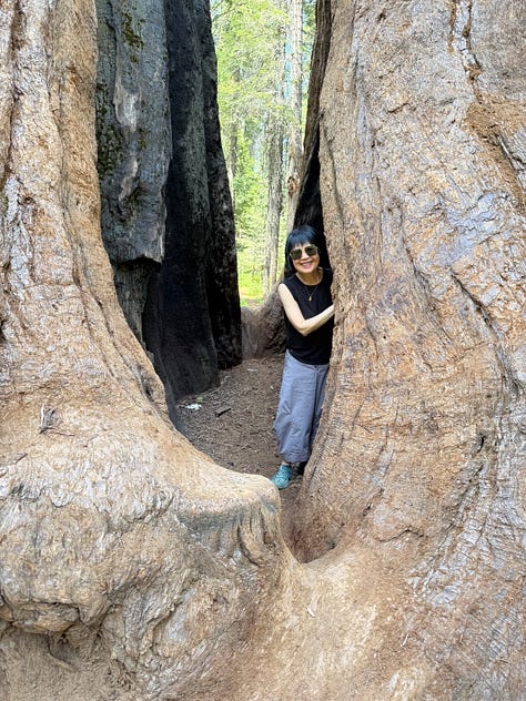Murphys, big trees
