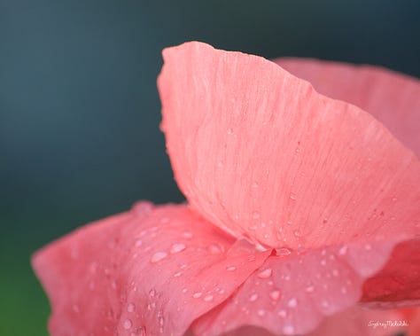 A selection of images shows: a pale pink poppy with dew; a bright pink poppy with black background; a sunflower petal close-up.