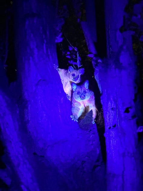 biolflourescent animals glowing different colours, including a possum, snail and bird of prey