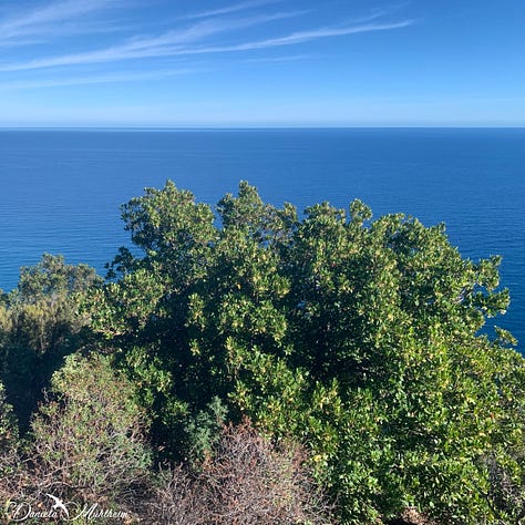 strawberry tree with view of the ocean