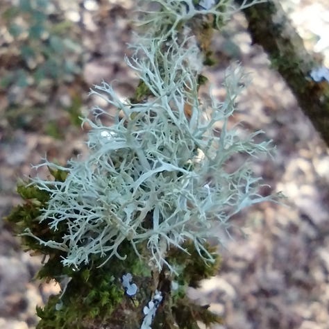 Closeup images of yew tree flowers, like tiny cauliflowers or wrinkled fungu; bright yellow coltsfoot with hundreds of ray florets and a handful of disc florets all in the brightest, sunny yellow, and a decent specimen of straggly, grey blue lichen on a tree in a local park