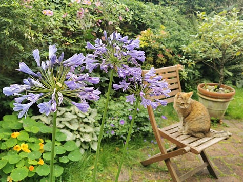 The images show green spaces, purple, yellow and blue flowers and a cat sitting on a garden chair.