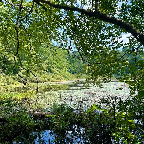 Three images show additional sites to visit while at Mammoth Cave. The first image features a black-top paved trail and a wooden sign indicating the Old Guide's Cemetery is ahead. The second image shows the murky Green River, with the park's ferry centered and ready to accept travelers. The final image is of Sloan's Crossing Pond, which is somewhat swampy; a tree branch frames the image.