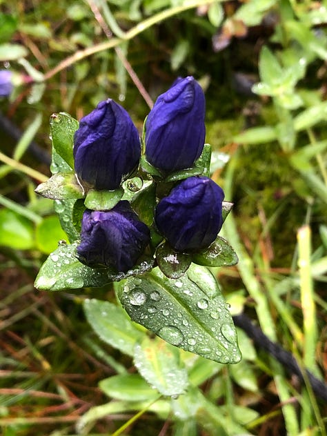 pictures of blue flowers