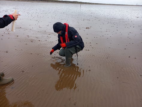 green leaf worm egg; half buried seed pillow; Andy leaning over to stake a seed pillow; person crouched in the mud; footprints through the mud sand; seagrass edges.