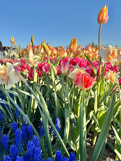 Pictures of tulips, individual flowers and long shots of rows of tulips of a variety of colours