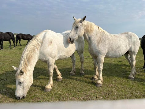 Bar-U Ranch in Alberta, Canada