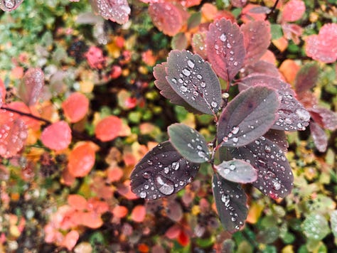 Autumn leaves, crafts on table with colourful leaves