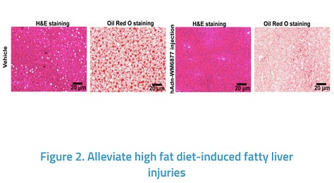 Adiponectin Glycopeptides Synthesis and its Potential for Metabolic Diseases