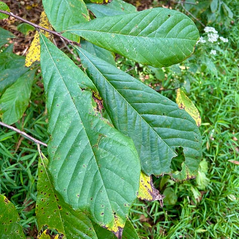 The first image shows a pawpaw the size of a woman's hand. It is exceptionally ripe, as noticeable by the dark spotting. The second image shows a group of three green, oval-shaped paw paw leaves. The third image shows an open palm holding two pawpaws, which are attached at the stem.