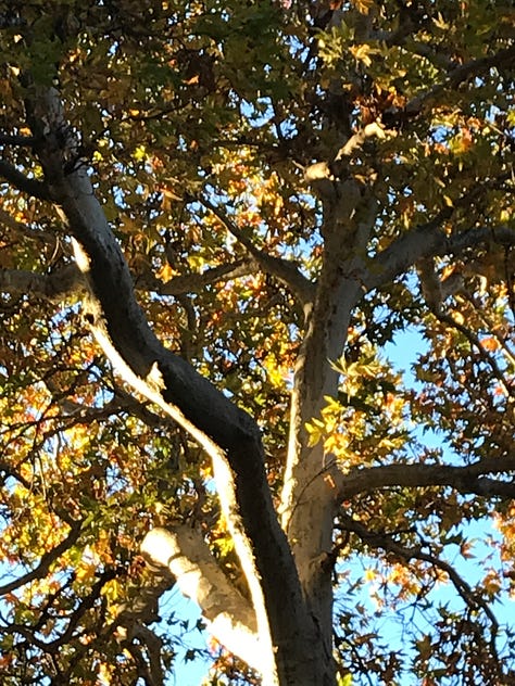 Autumn, foliage, persimmons