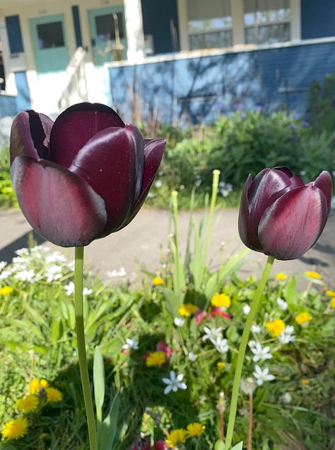 gorgeous tulips of many colors