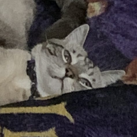 A gallery of pictures of Parker the light grey tabby cat, looking calm and cute while lounging in the grass. the dirt, and on a blanket.