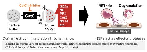 New Compound Shows Great Potential for Patients with Neutrophil-Associated Inflammation