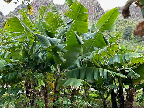 Trees with bananas, coffee, oranges