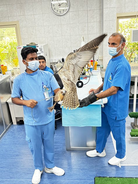 Abu Dhabi Falcon Hospital