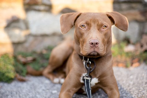 Variety of photos of chestnut colored dog