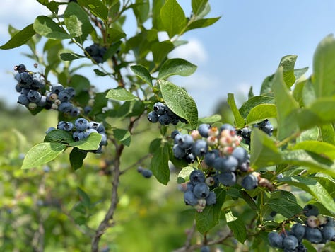 Blueberries growing on bushes, held in hand, and in three blueberry coffee cakes.