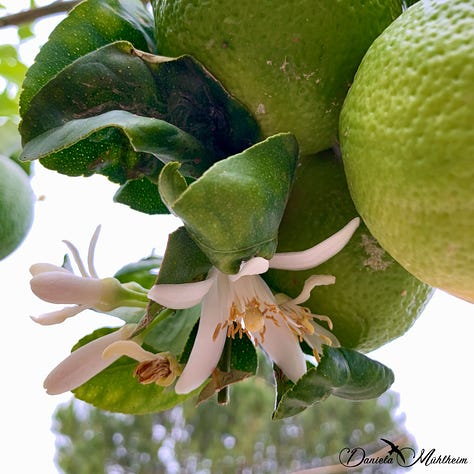 Flowering citrus trees