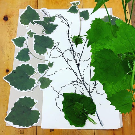 Images of Garlic Mustard from the art studio, Edward Step's book and the hedgerow