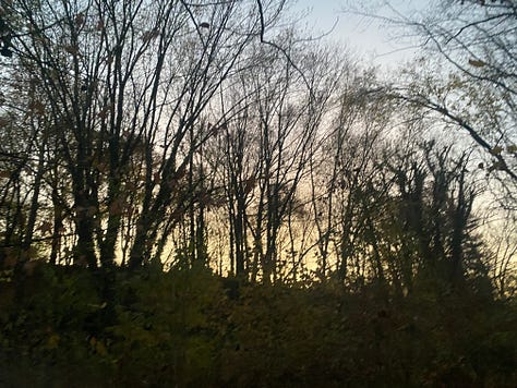 a twilight sky through bare tree branches