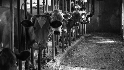 A gallery of photos of wiry woman farmer walking with her cows, bending over to pick something up as they enter the woods, coming into the barn, helping into the milking parlor, a sideshot of the farmer, her hand on one of the cows, sitting down to milk... all black and white