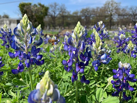 blue, purple, white, and pink lupine wildflowers abundantly blooming amongst concrete headstones in a cemetery with large oak trees in Austin, TX