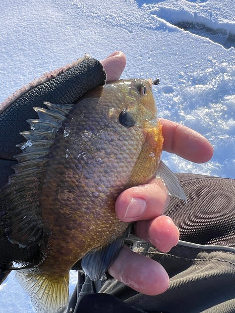 Colorado ice fishing, Scheels, Brad Petersen Outdoors