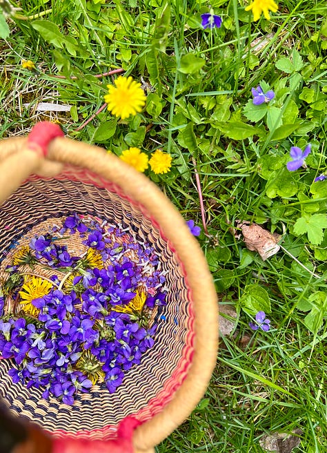 Cookies pressed with wild violets, basket of wild violets and dandelions