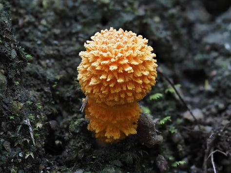 scaly tangerine mushroom